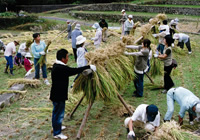 写真：大人数で稲刈りをしている